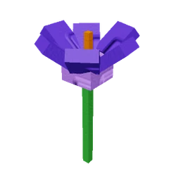 Crocus